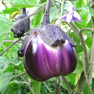 Vinete Violetta di Firenze (1 g - 200 sem), seminte italiene mediu-timpurii, fructe rotunde si carnoase, putine seminte, Agrosem